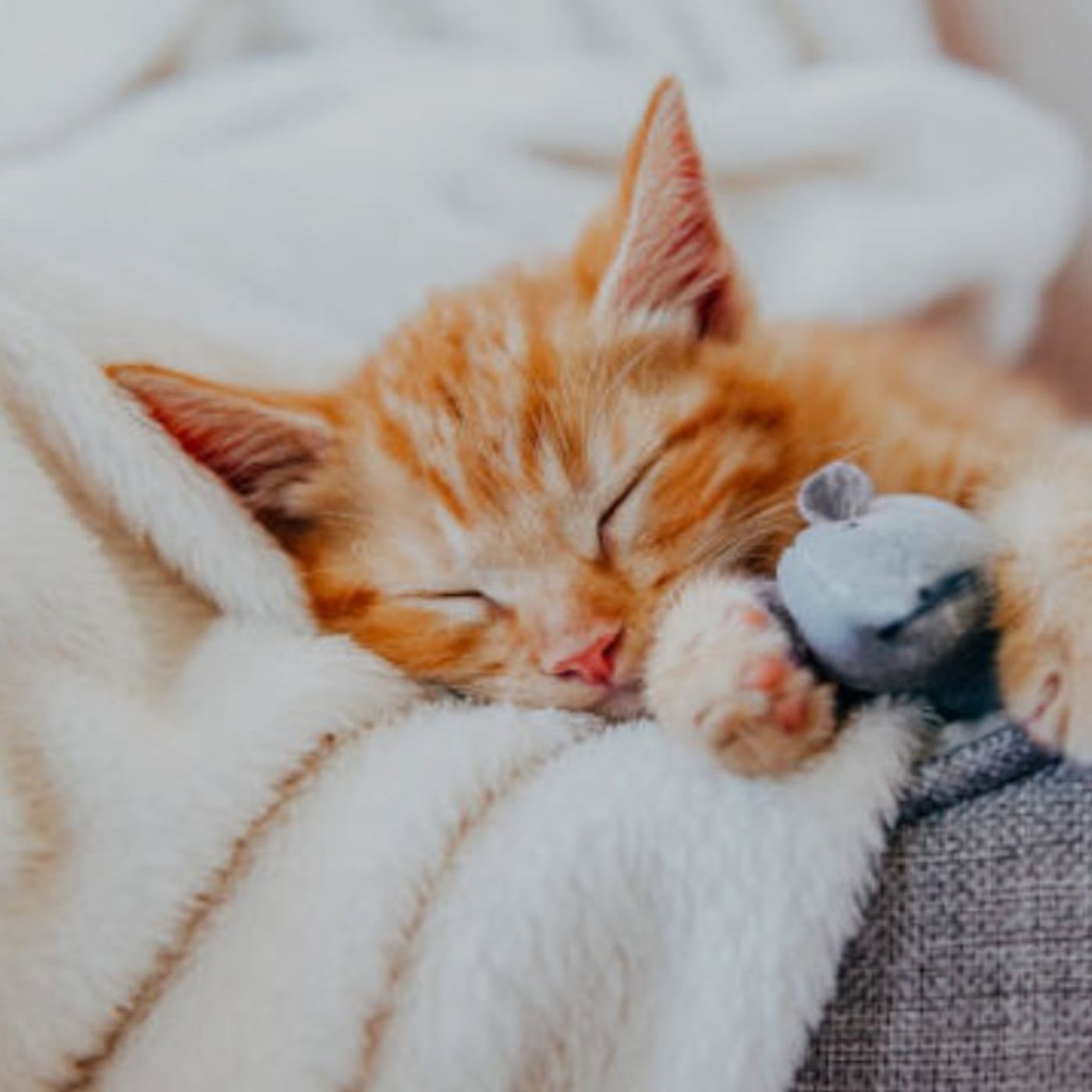 The Cat Nap - Why do cats sleep so much?