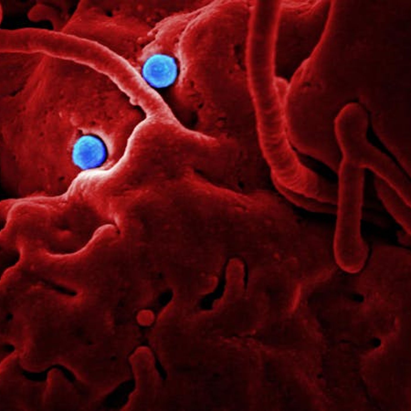 The God over Viruses