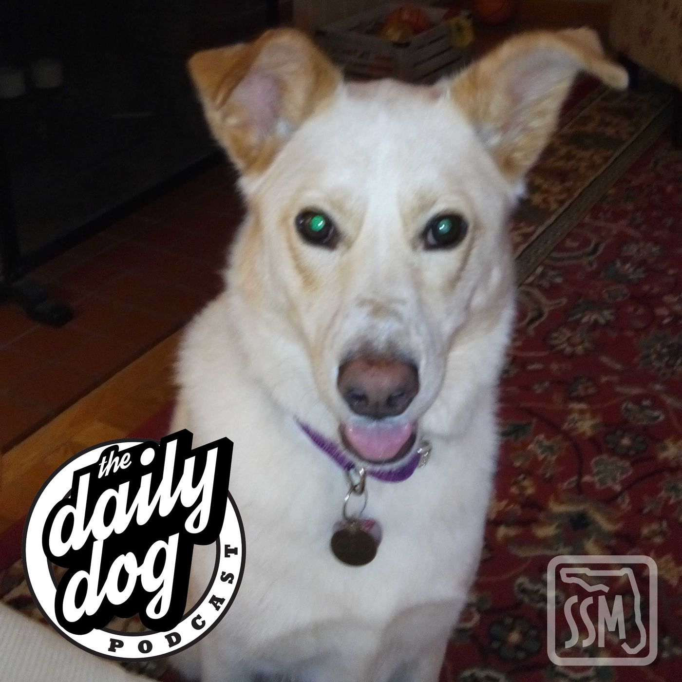 The Daily Dog