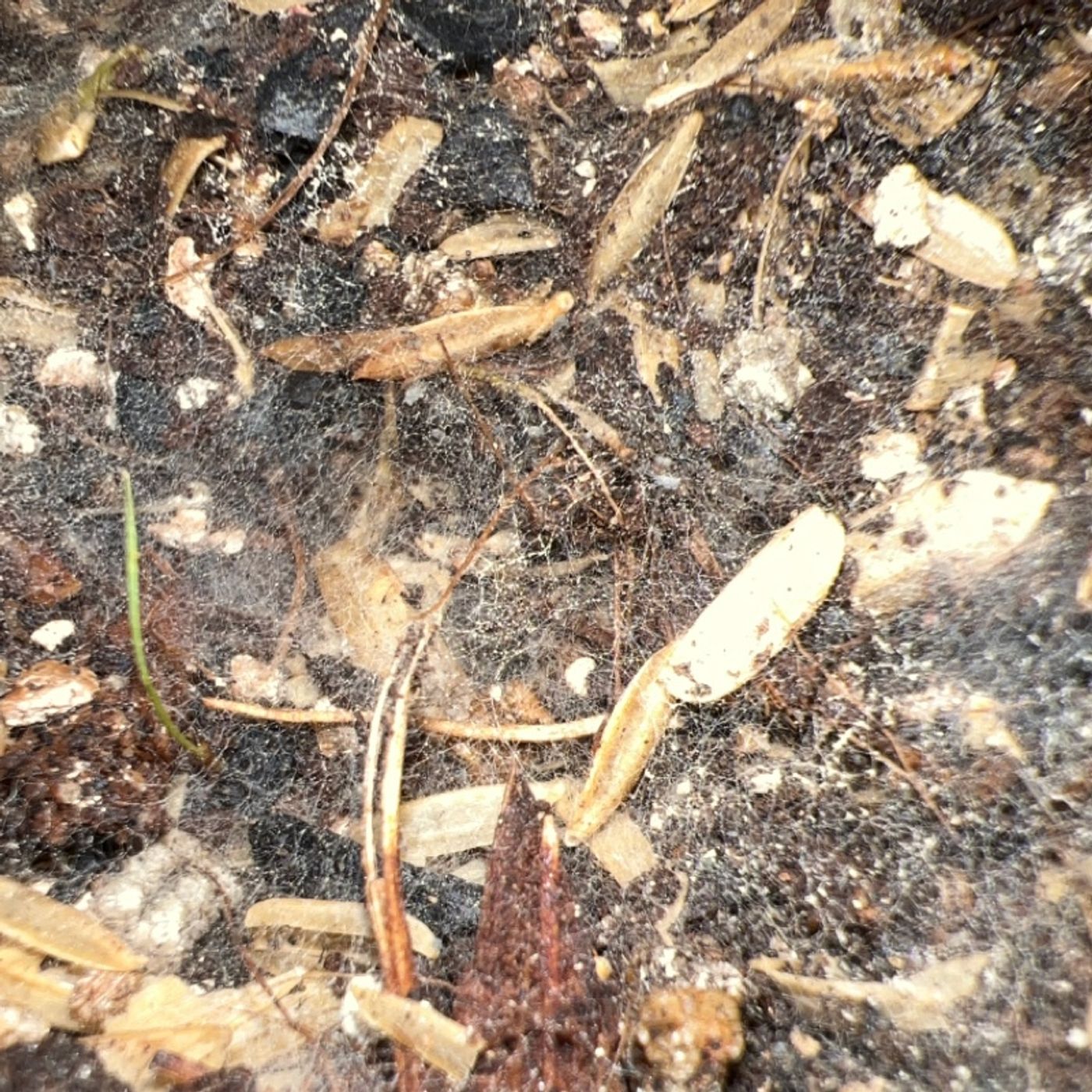 Episode 127 - Q&A: Are Mycelium a Fertilizer?