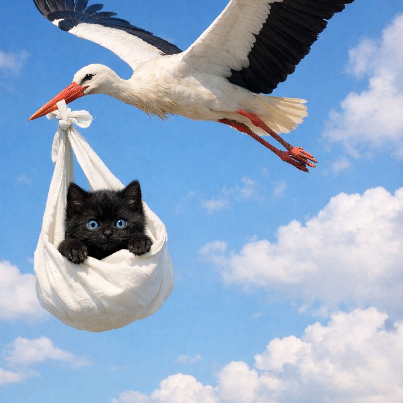 Esto es Alta Vibración