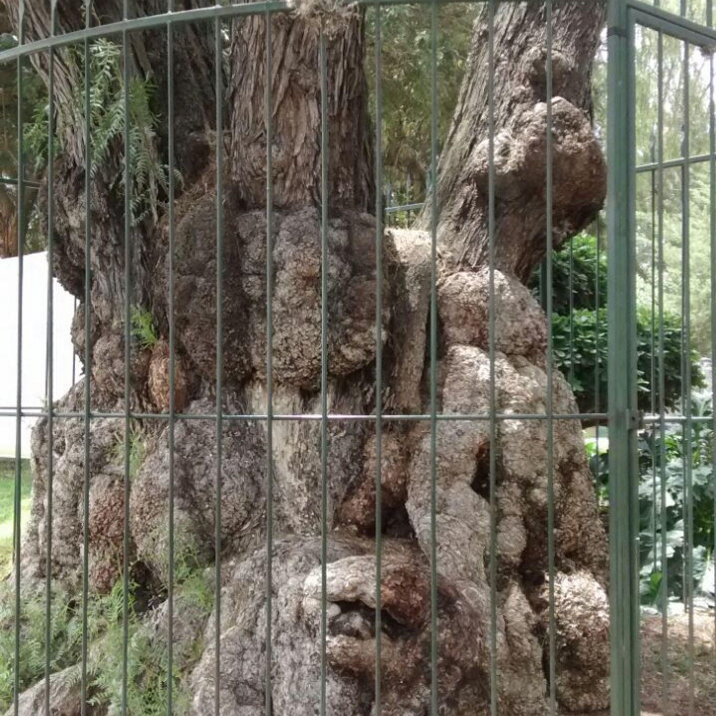 La Leyenda del "Niño del Arbol"