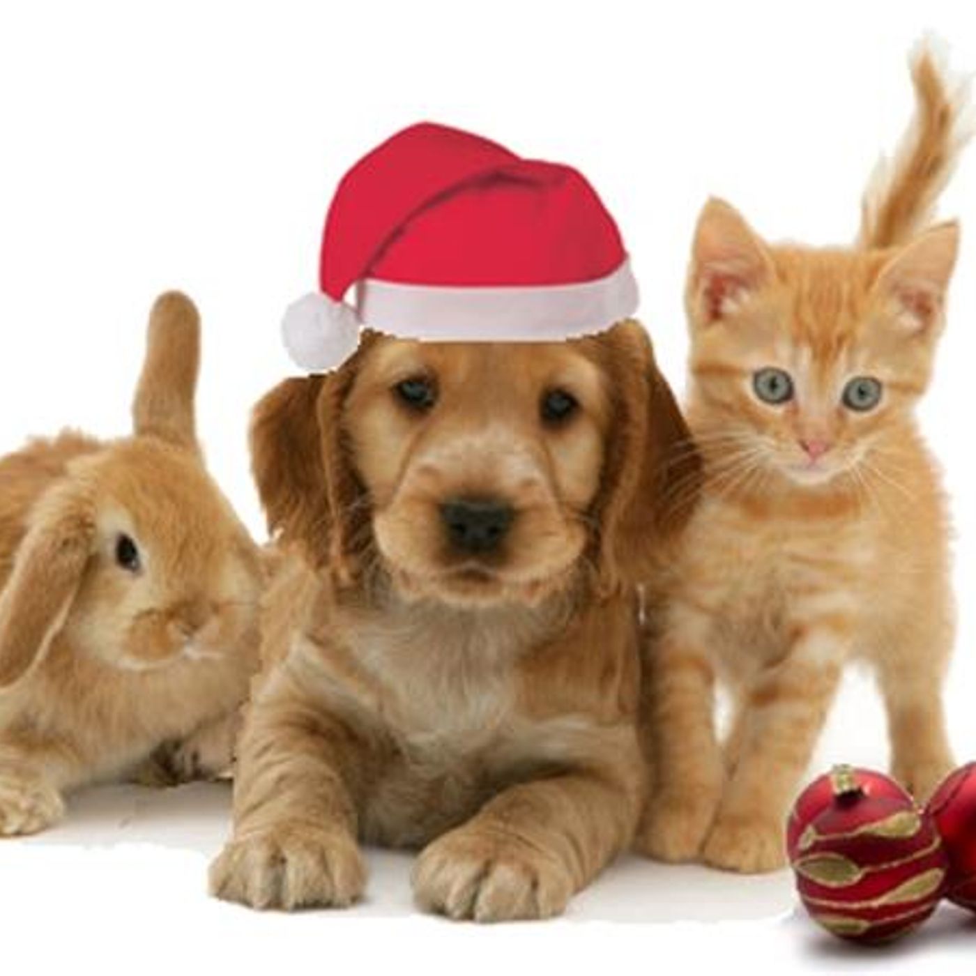 Have your Christmas Pets spayed and neutered for their health and safety episode artwork