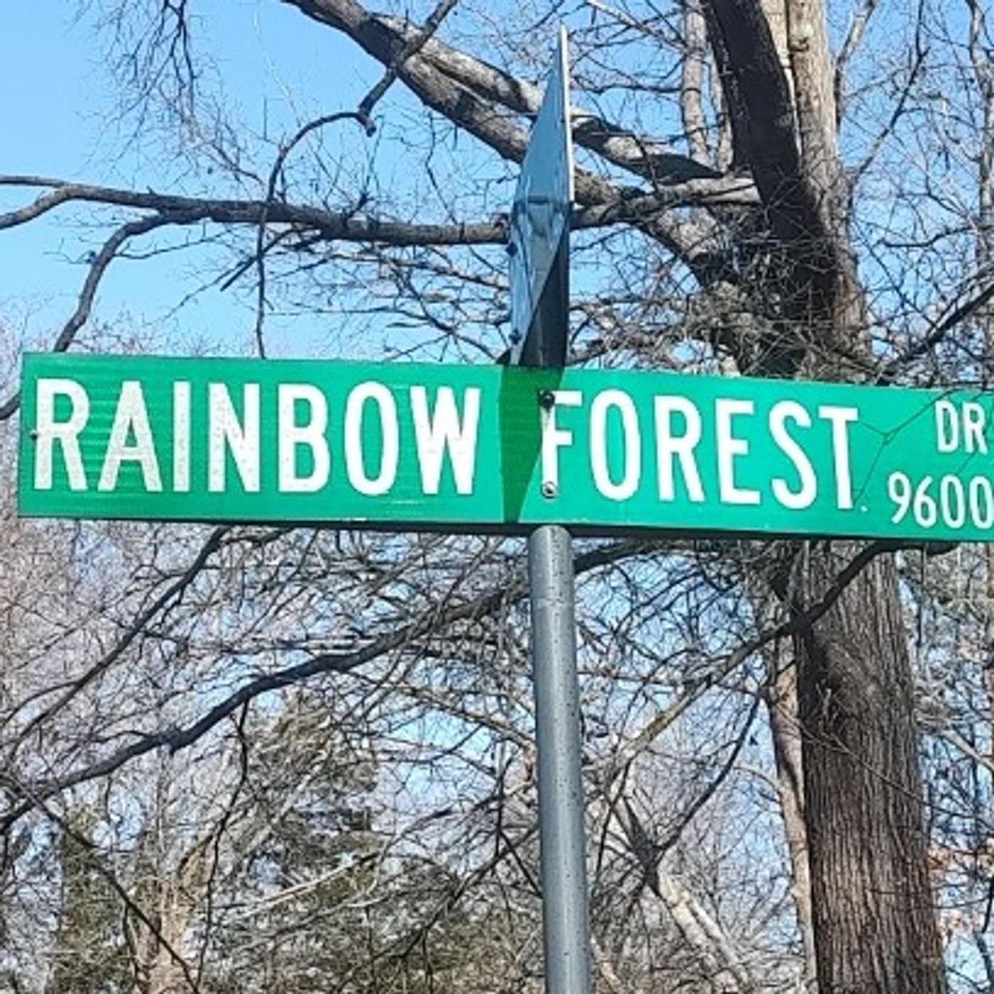 The Lyrics From Rainbow Forest Chapter 389 Sharing The History That's Led To Our Present