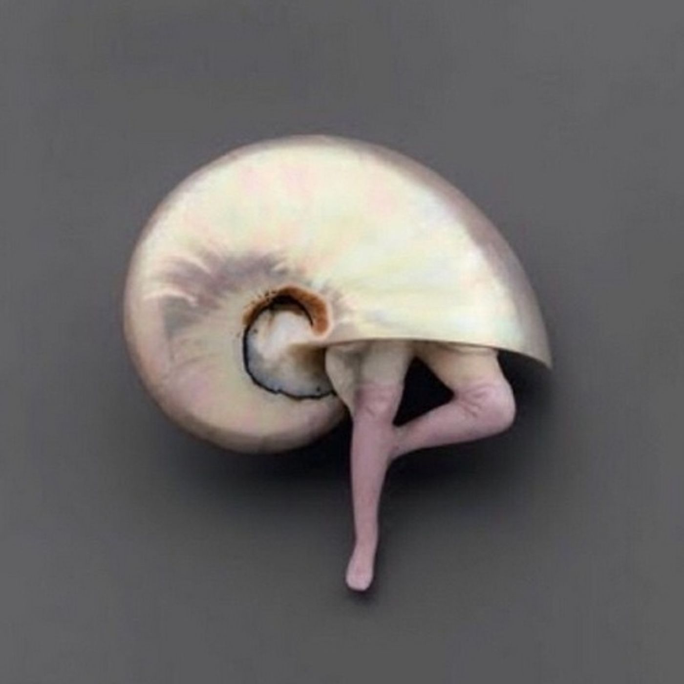 Psicoanalisi in conchiglia
