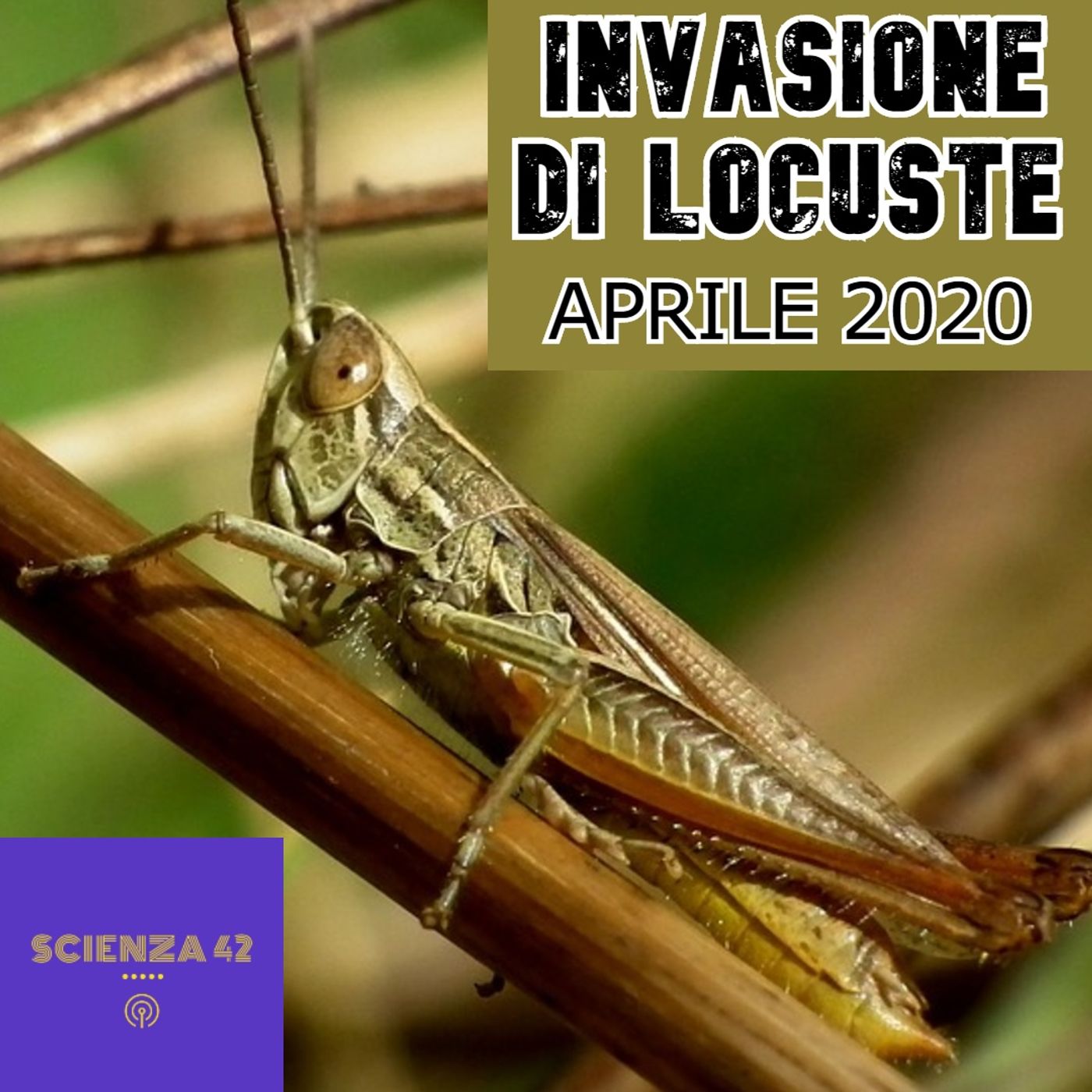 Scienza 42