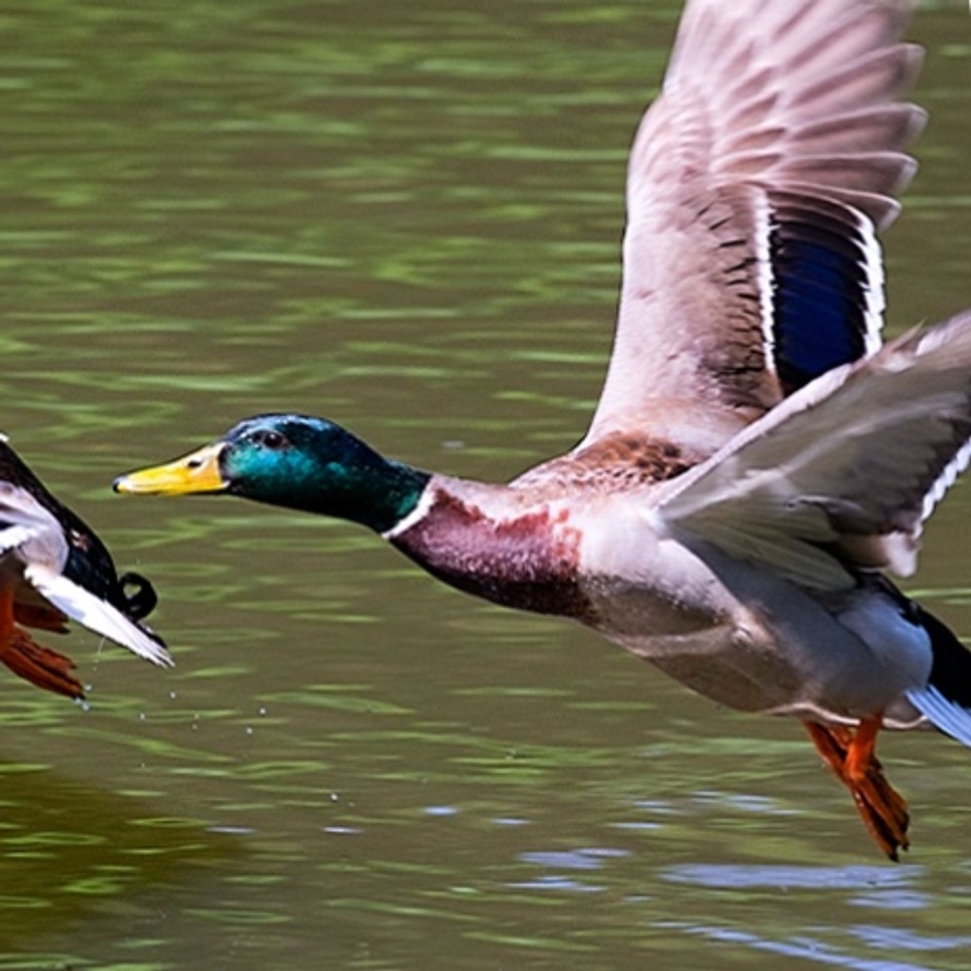 Episode 1474 - Jo’s Place Episode 1474 - Jo’s Place