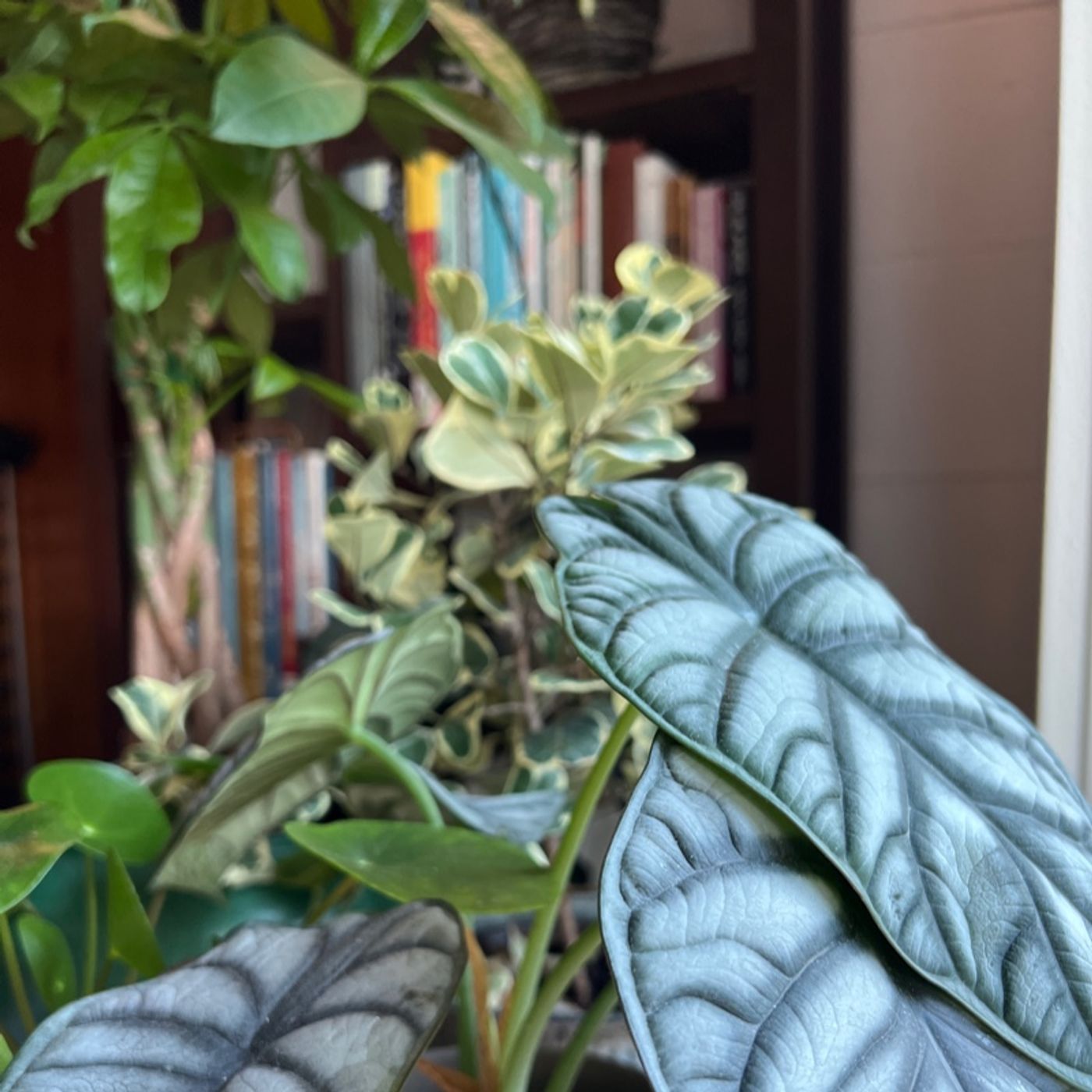 Episode 76 - Legal Nonsense in the Houseplant World :)