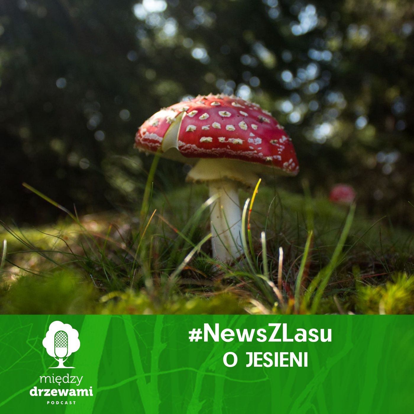 Między Drzewami Podcast