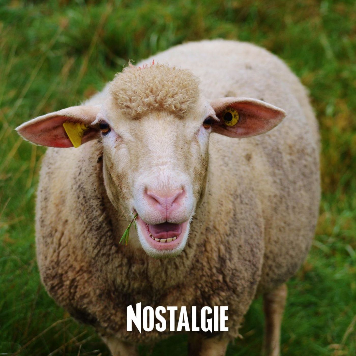 Etats-Unis : l'histoire stupéfiante d'un cloneur de moutons monstres episode artwork