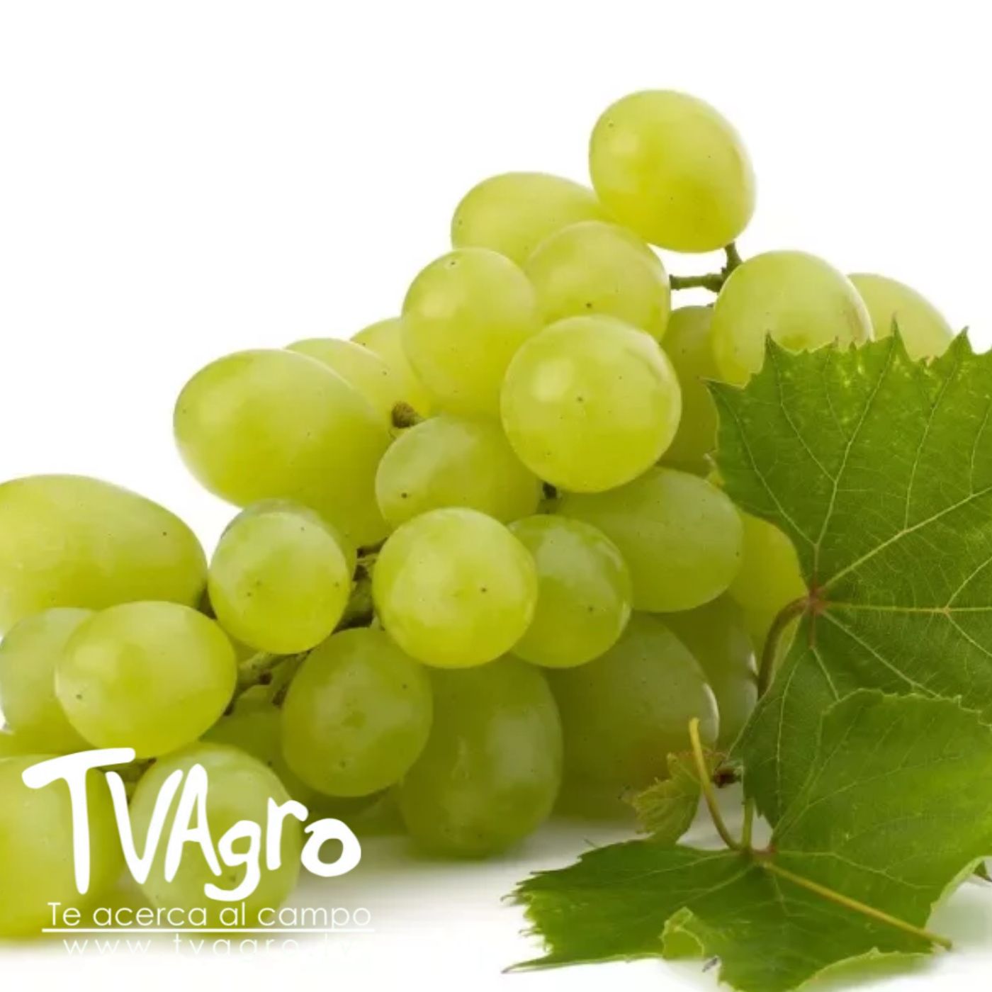 TV AGRO