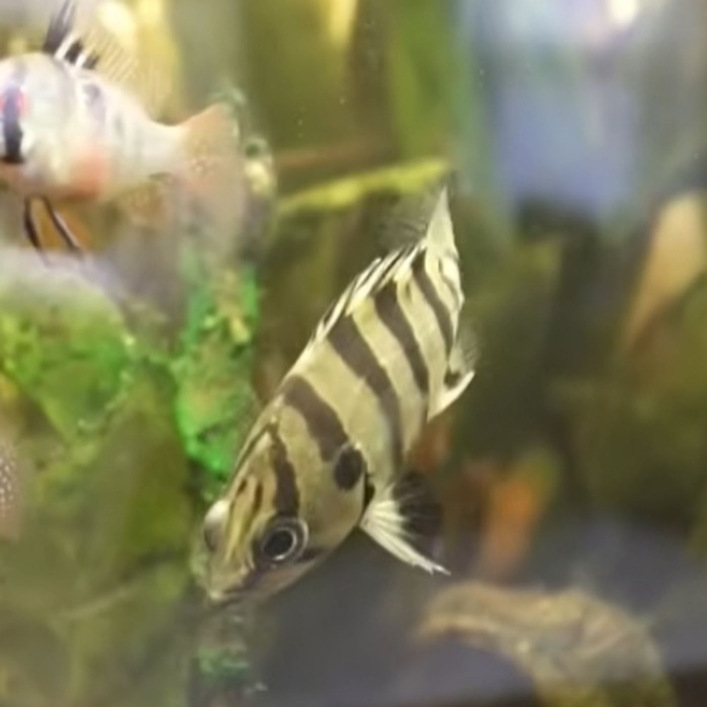 The Fundamentals of Water - Part 2