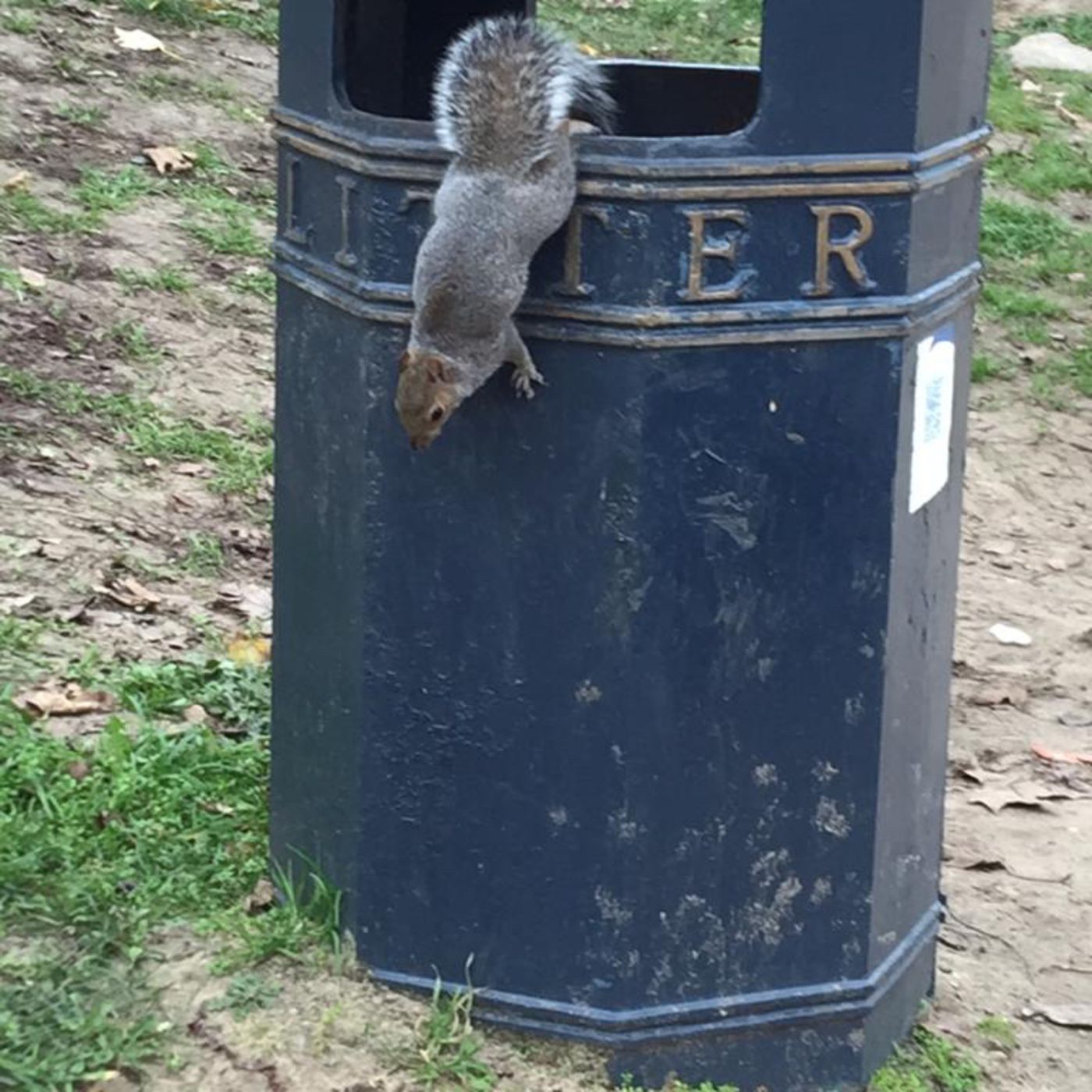 Seis. Cuentos de ardillas.