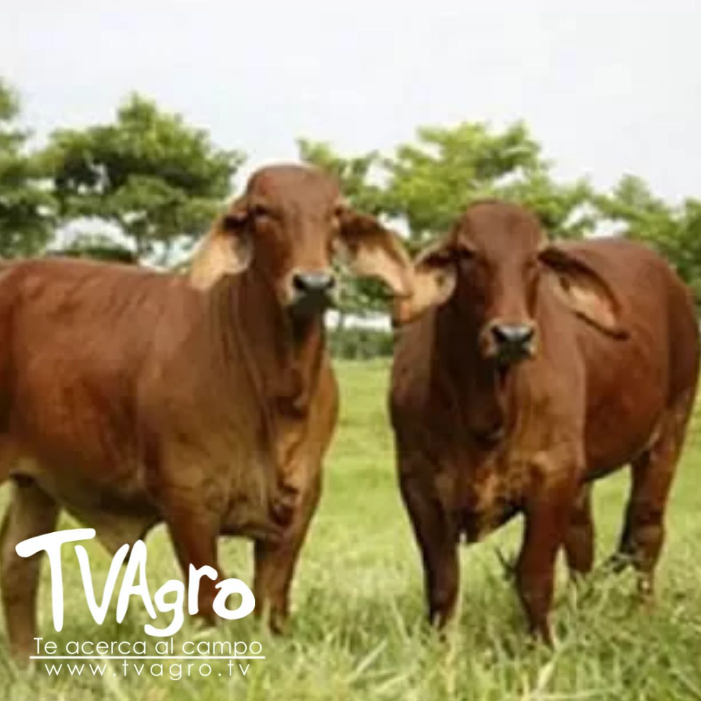 TV AGRO