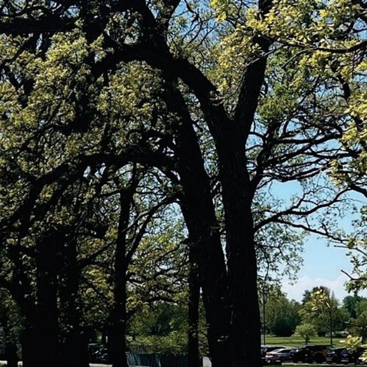 Yorkville debates how many 200-year-old oaks to cut down along Blackberry Oaks Golf Course for road expansion episode artwork