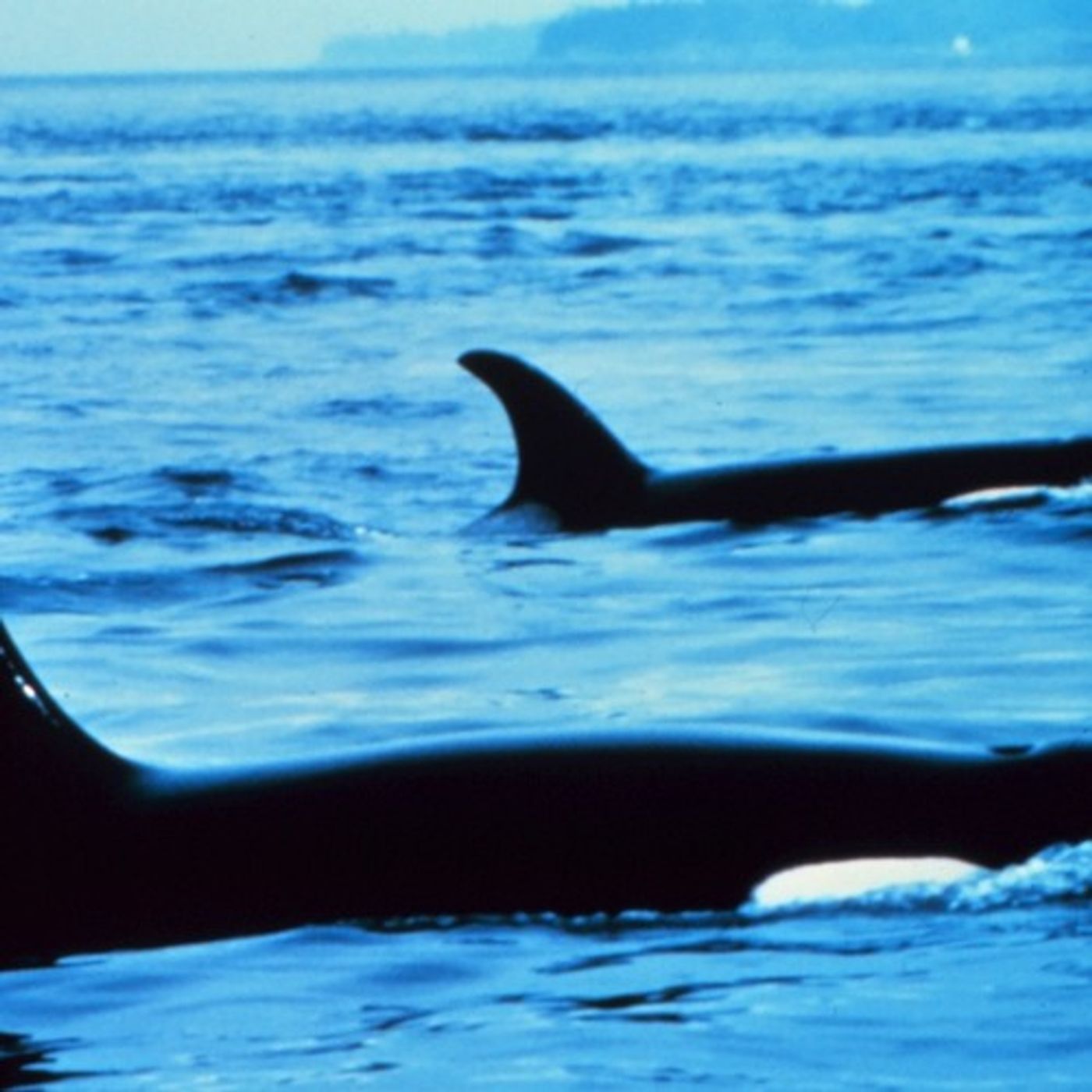 Environmentalists File Lawsuit Against Naval Testing Along Northwest Coast episode artwork