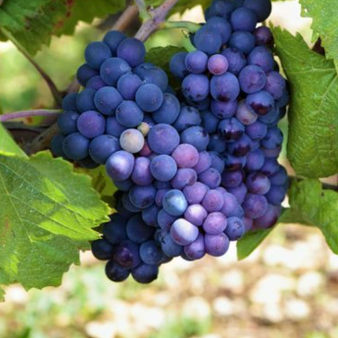 Pinot Noir Red Wine Grapes | Characteristics Taste & Color episode artwork