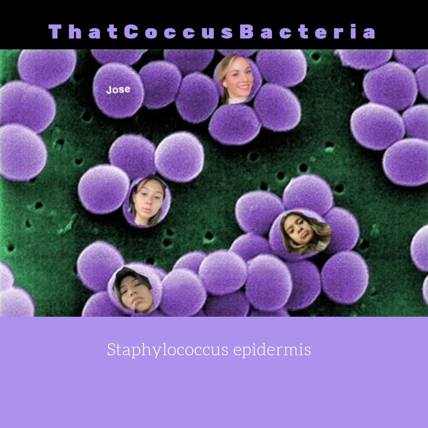 ThatCoccusBacteria