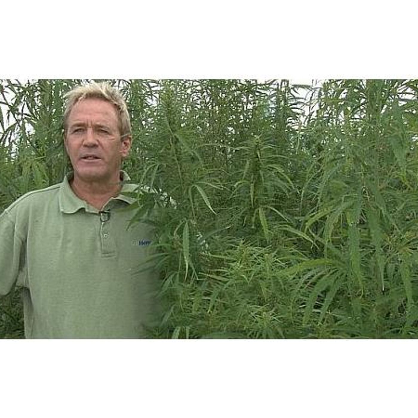 Expert Discussion on Hemp, Medical Marijuana and Recreational Marijuana episode artwork