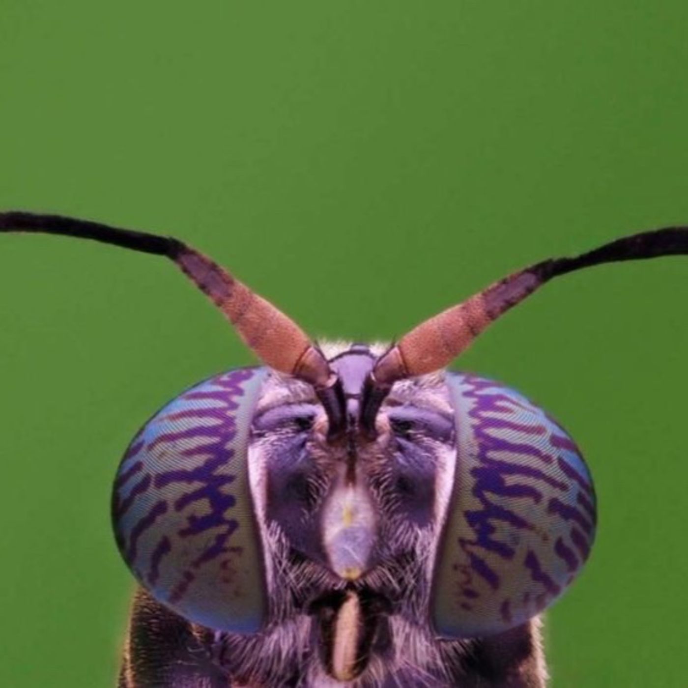 Entomocultivo episode artwork