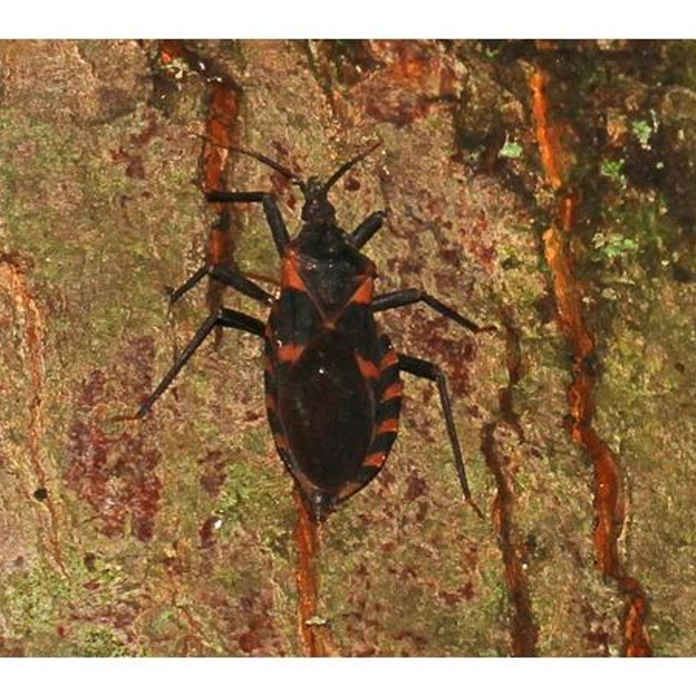 Survival Medicine Hour: Kissing Bugs, Chagas Disease, Broken Bones, More
