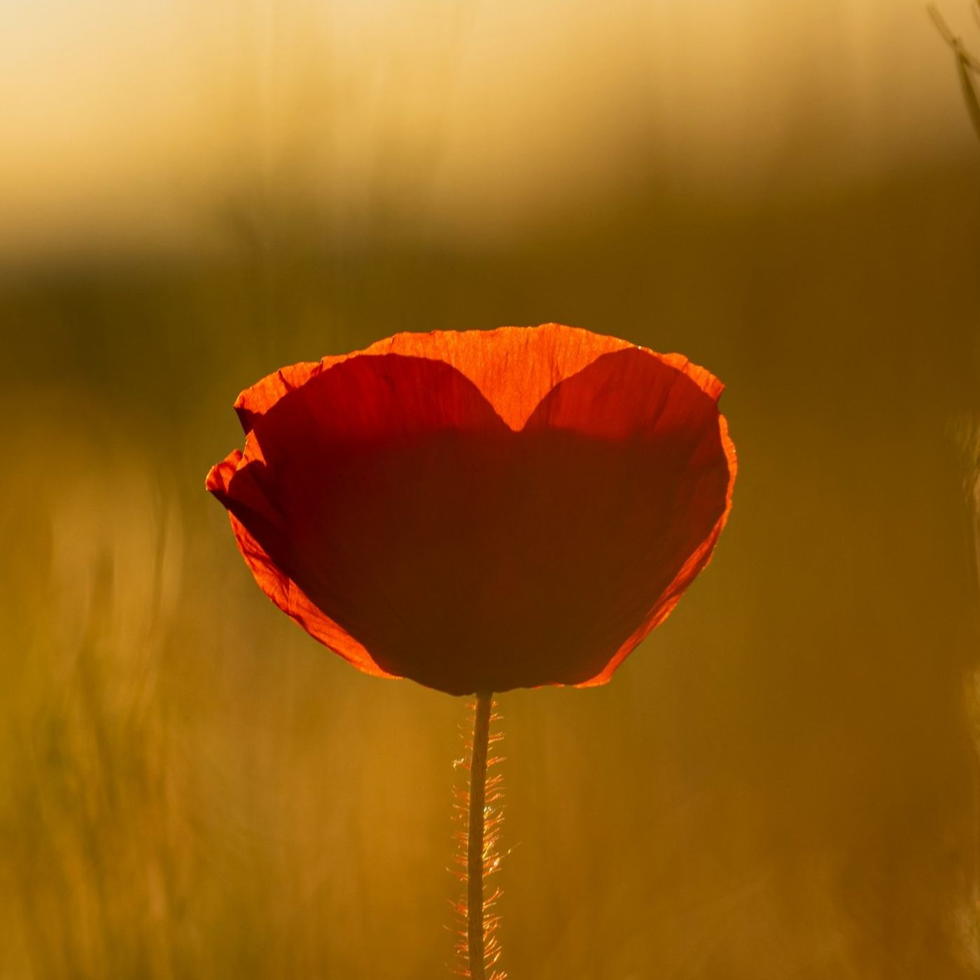 Méditation du coeur avec la fréquence 528 HZ - Transformation Positive Méditation du coeur avec la fréquence 528 HZ - Transformation Positive