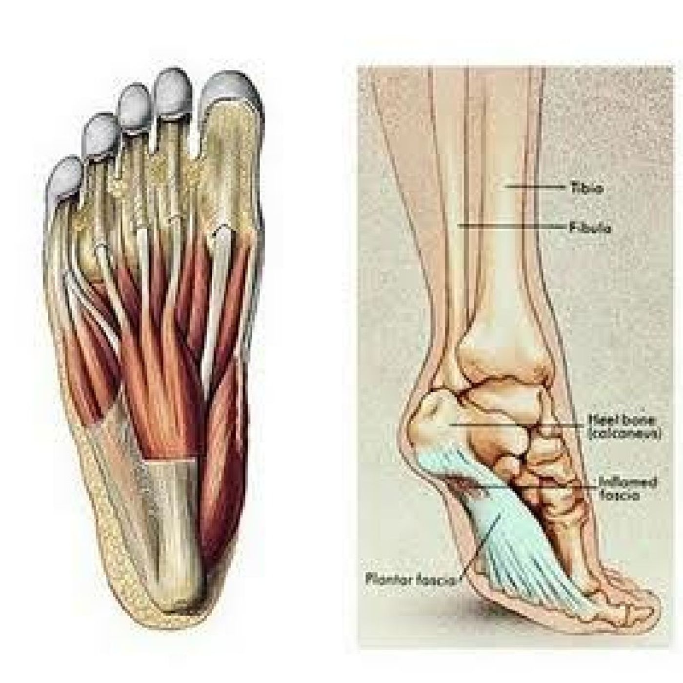 Ligamentos - Pé E Tornozelo episode artwork