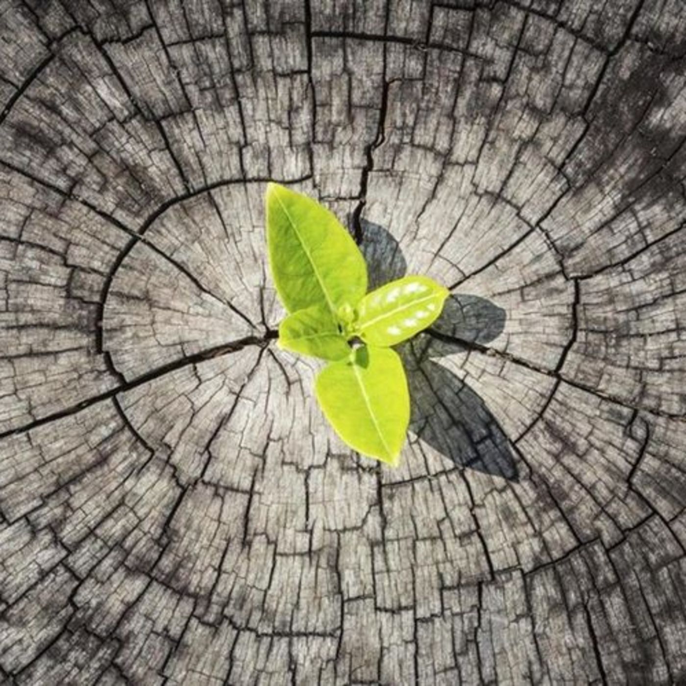 Safetyisab | Seguridad Industrial, Bomberos, Protección Civil, Gestión de Riesgos