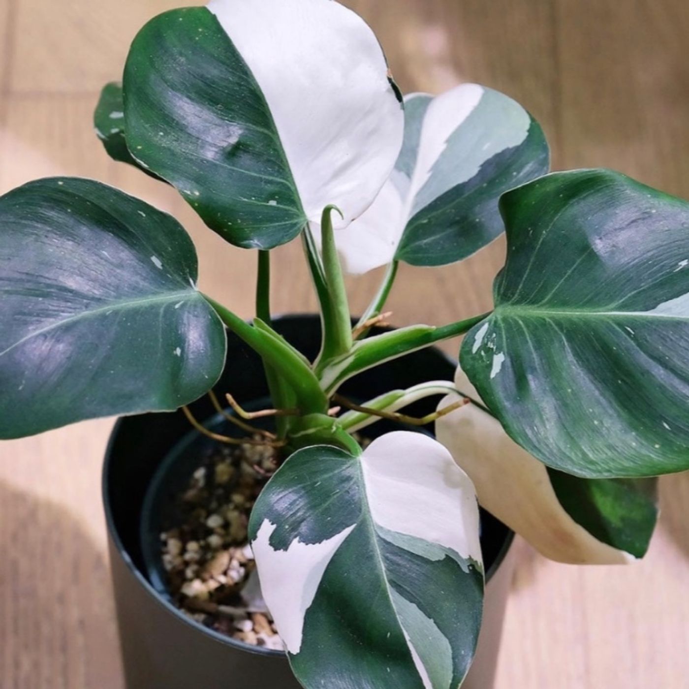 Episode 186 (take 2): Supporting highly variegated plants :)