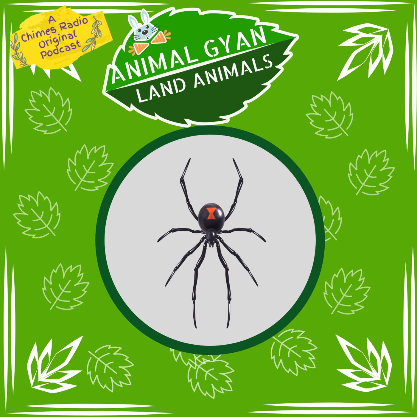 Spiders