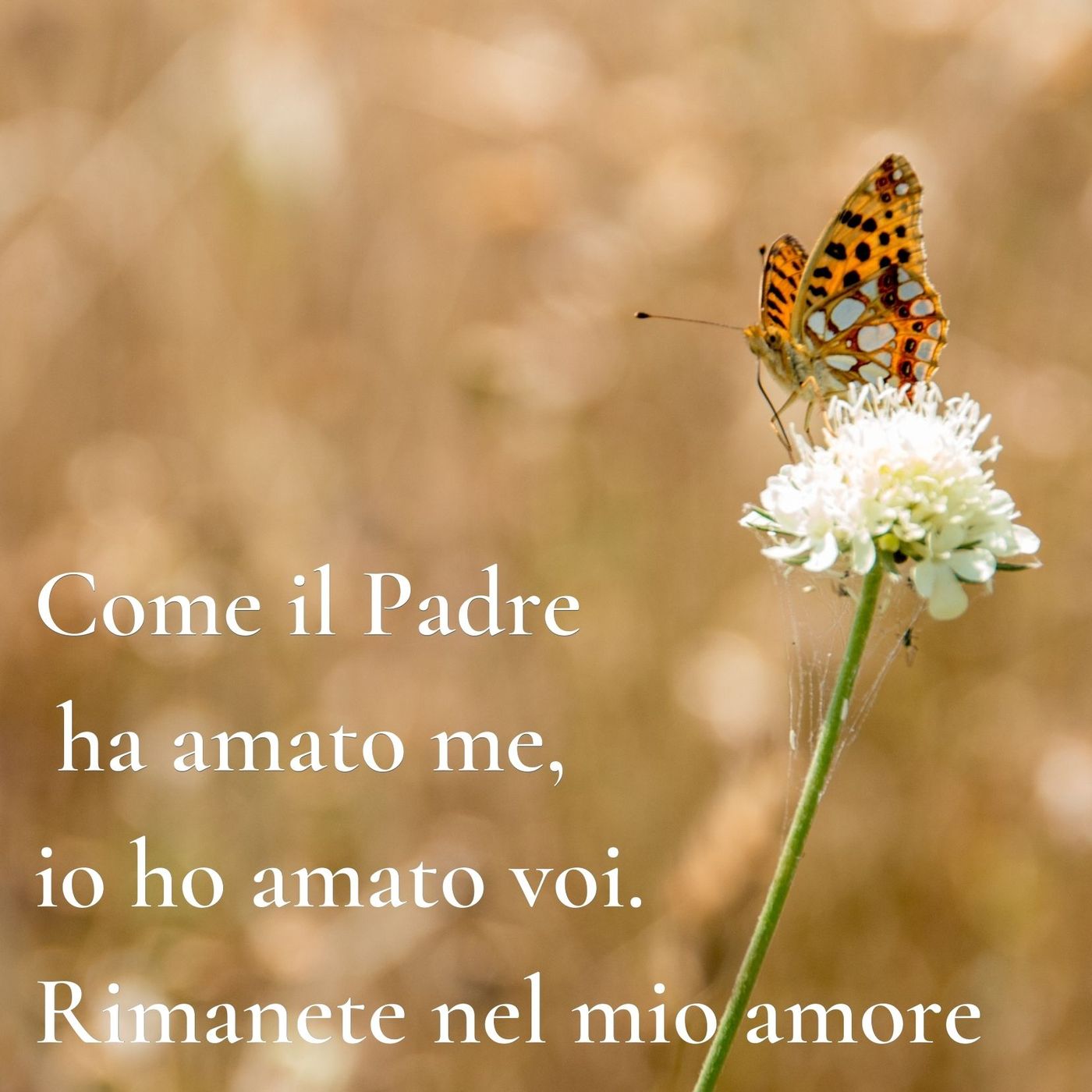 Commenti al Vangelo