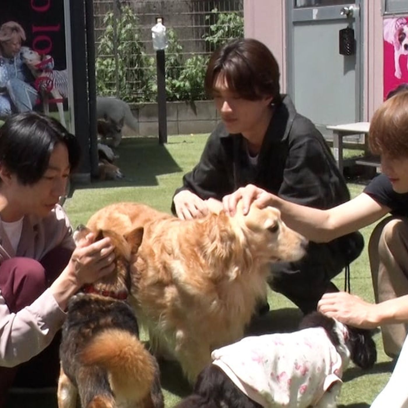 M!LK佐野勇斗＆山中柔太朗が“師匠”相葉雅紀と長崎で保護犬トリミング、1匹でも多く洗ってあげたい - 音楽ナタリー episode artwork
