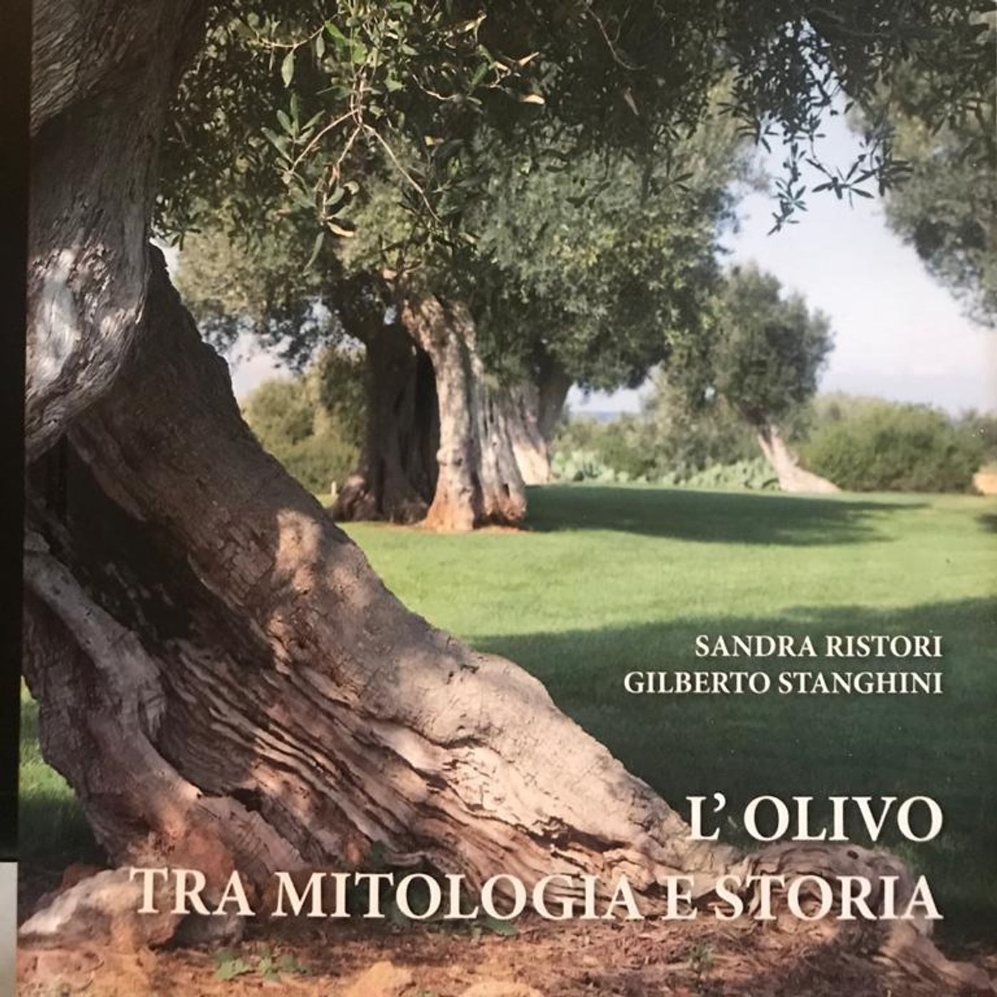 L'olivo tra mitologia e storia con Gilberto Stanghini episode artwork