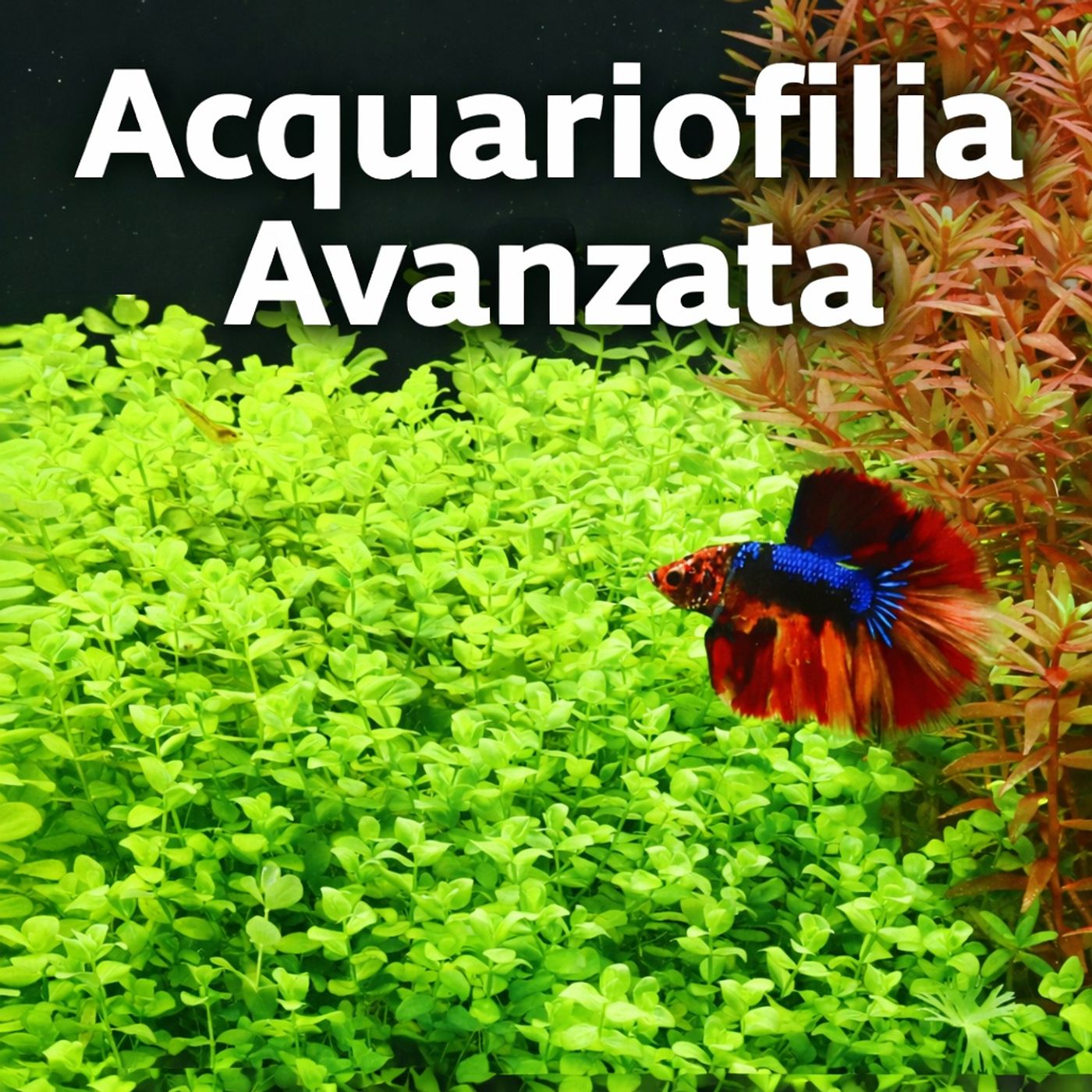 ACQUARIOFILIA AVANZATA by CARIDEA