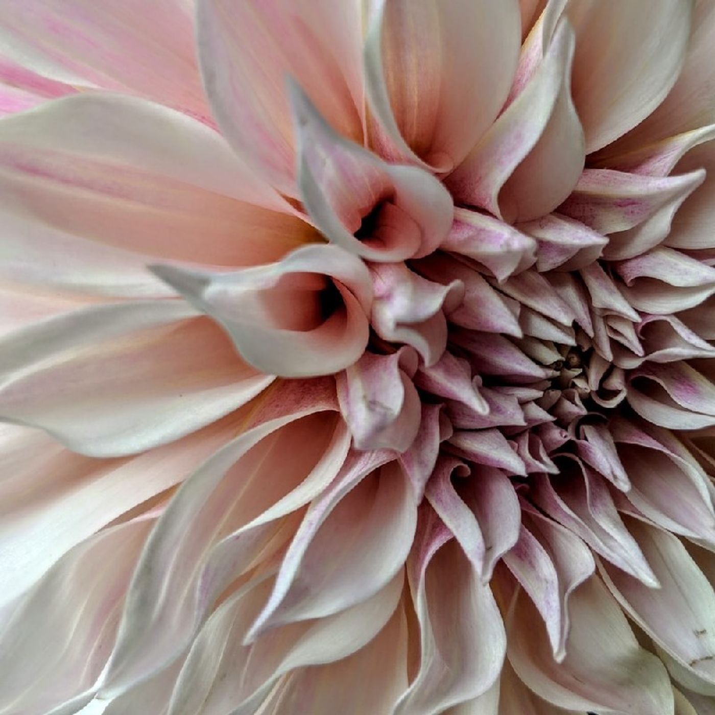 Flower Essences & Essential Oil episode artwork