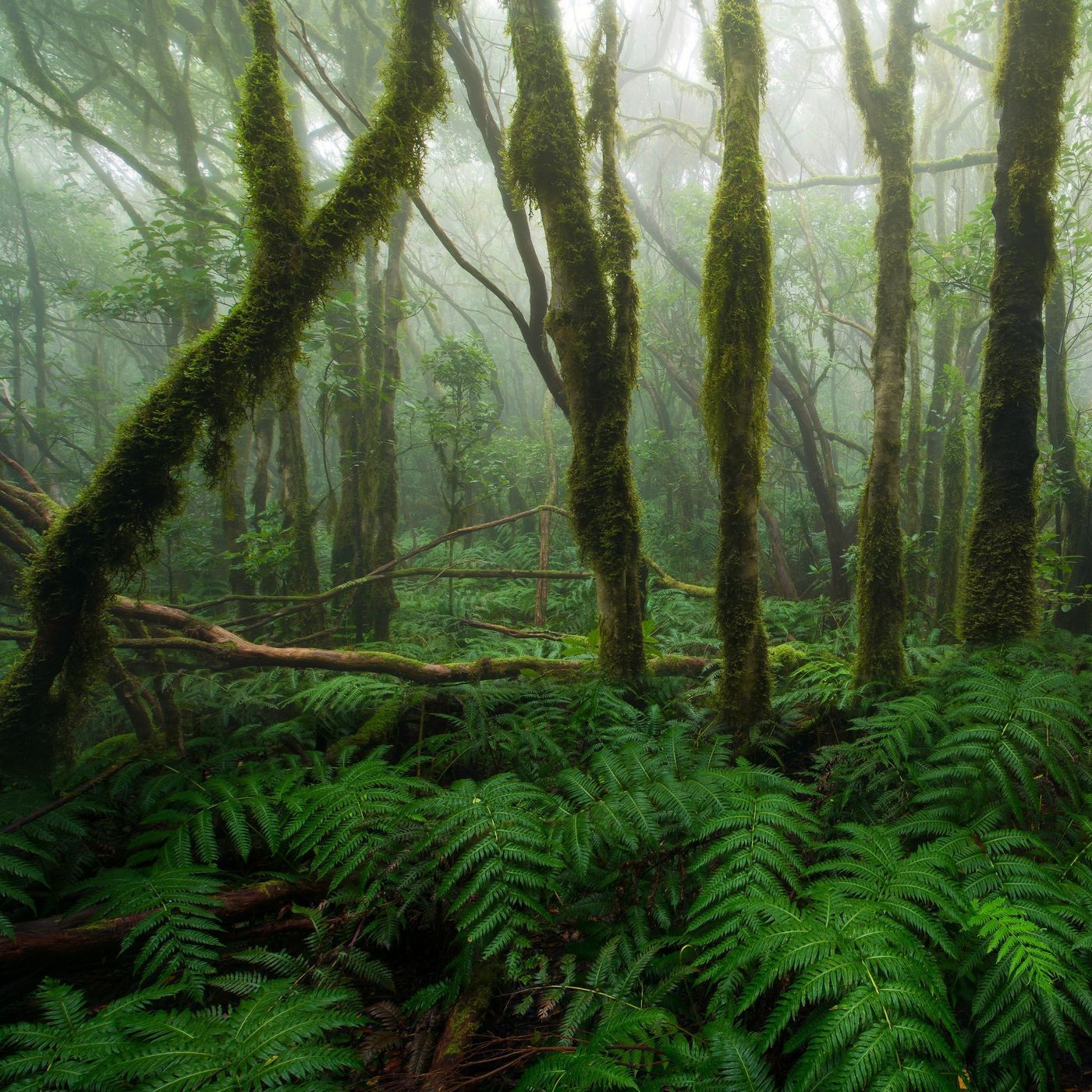 Rainforest Thunderstorm - 10 Hours Sleep Sound episode artwork