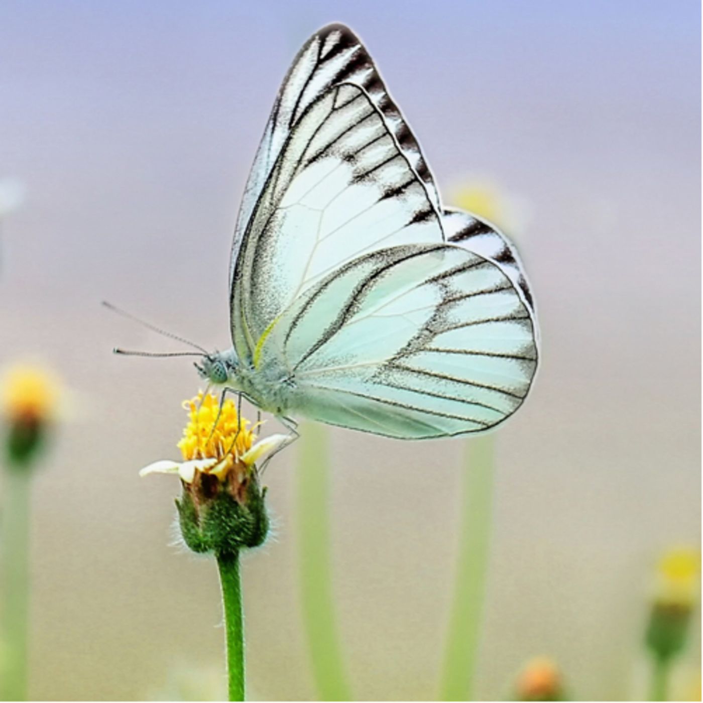 Cinco. Cuentos de mariposa