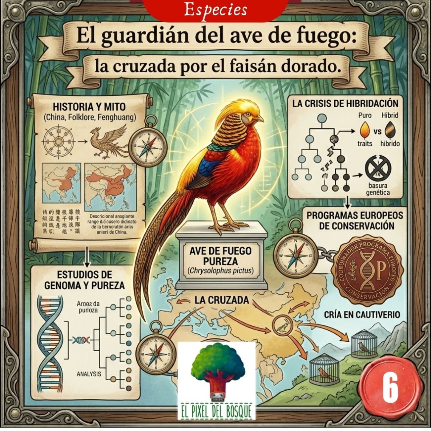 66 - El guardián del ave de fuego: la cruzada por el faisán dorado. episode artwork