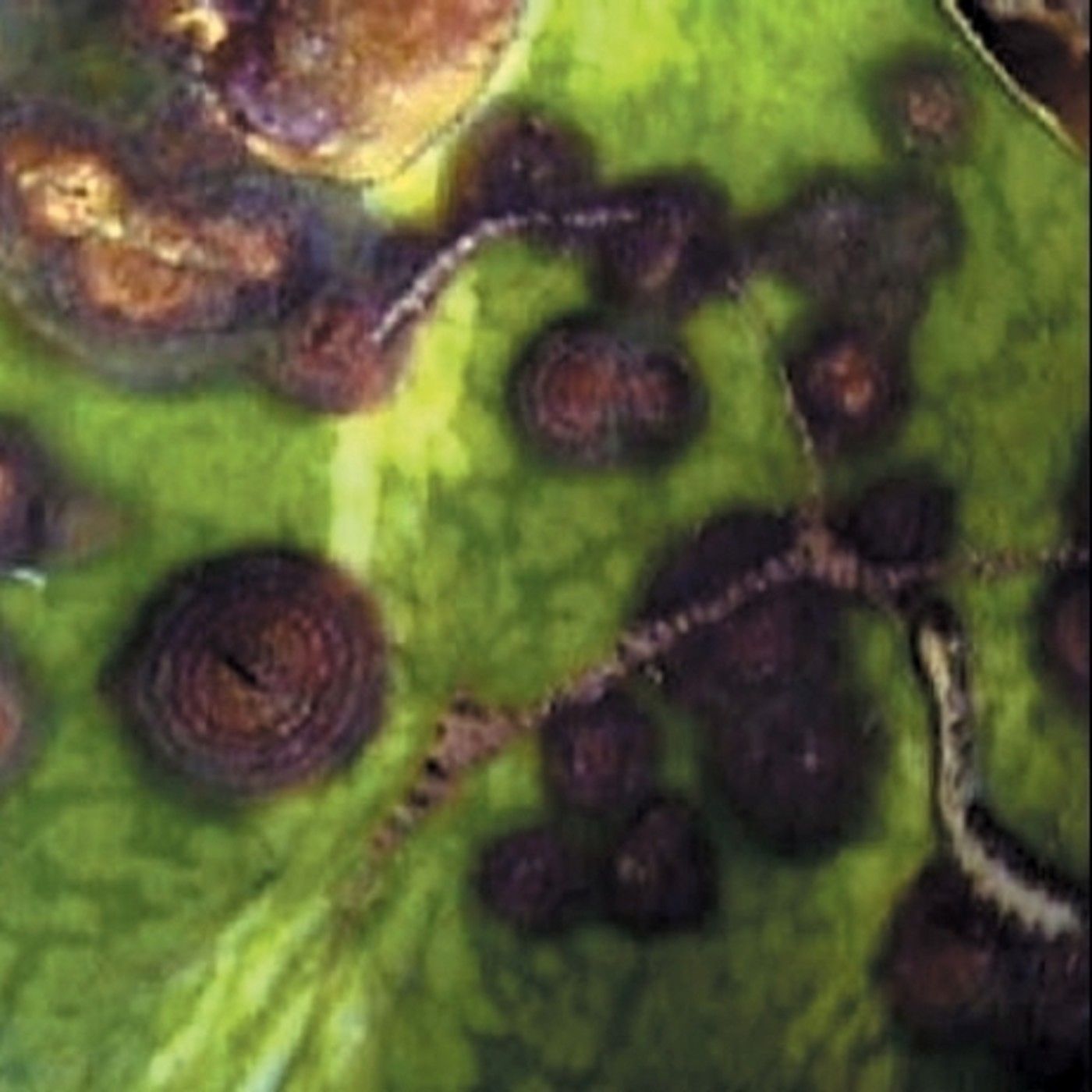 Podcast Fascinación por las plantas