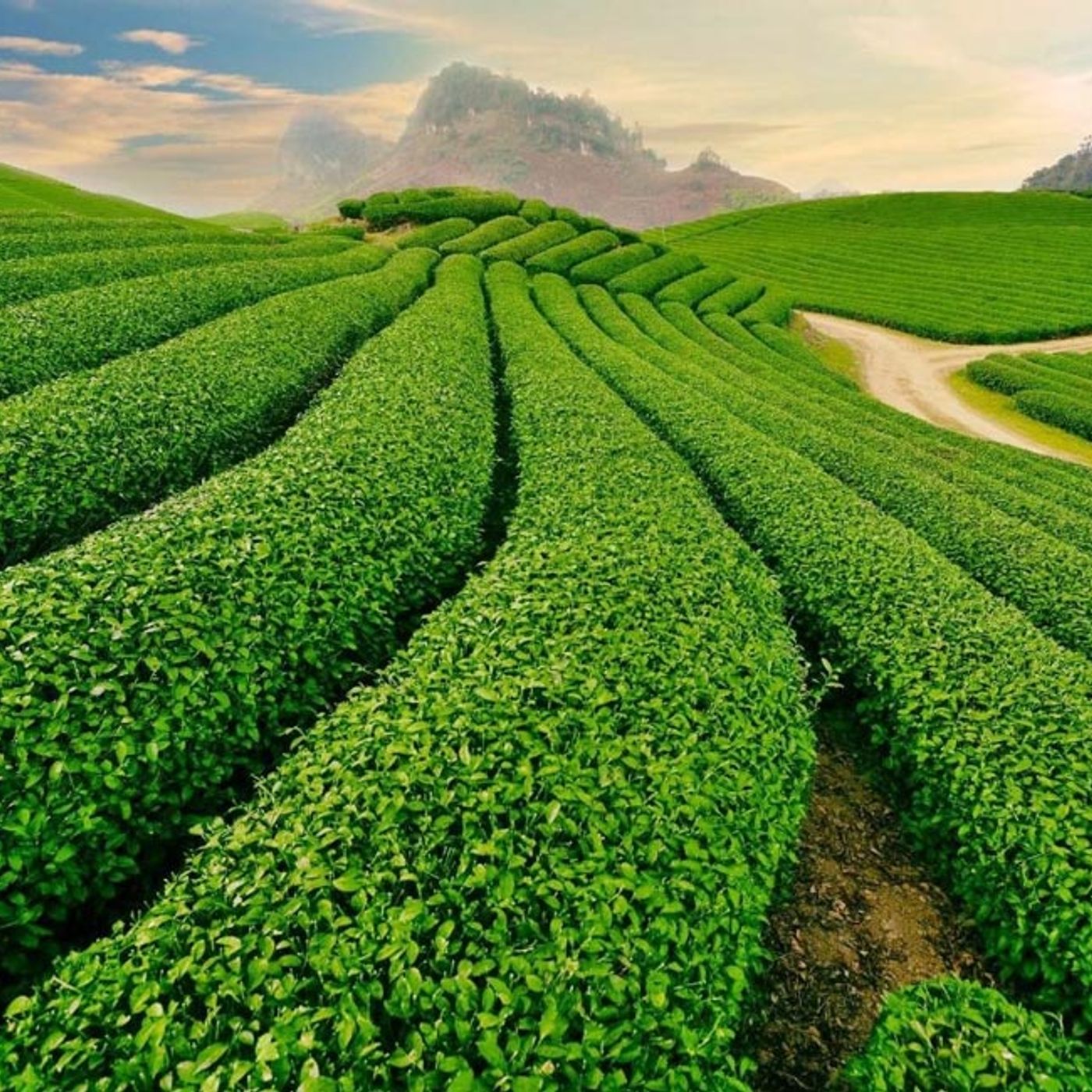 Bất động sản Đất Nền