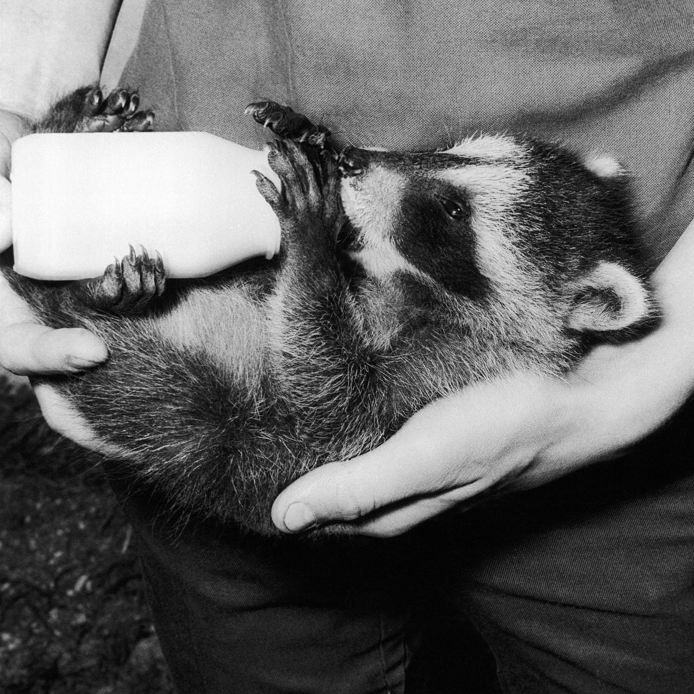 Racoons Are "Nasty Monsters!"