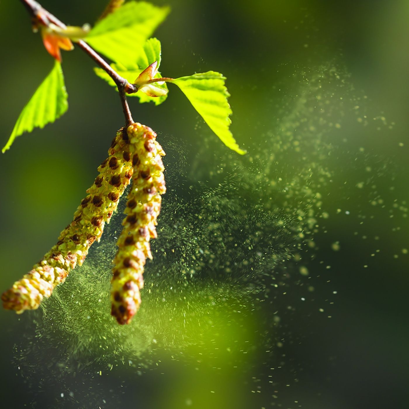 Bitkilerin Kimlikleri Polenler Bitkilerin Kimlikleri Polenler