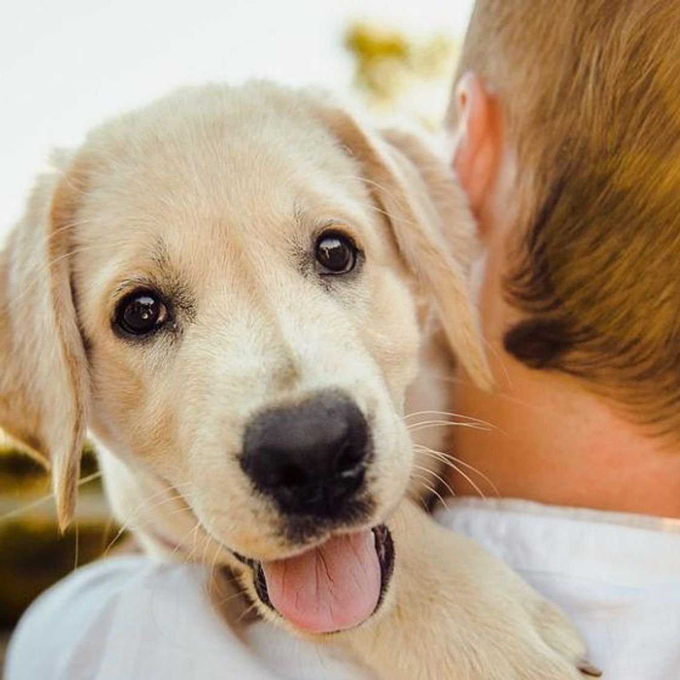 SPOTS CUIDADO ANIMAL