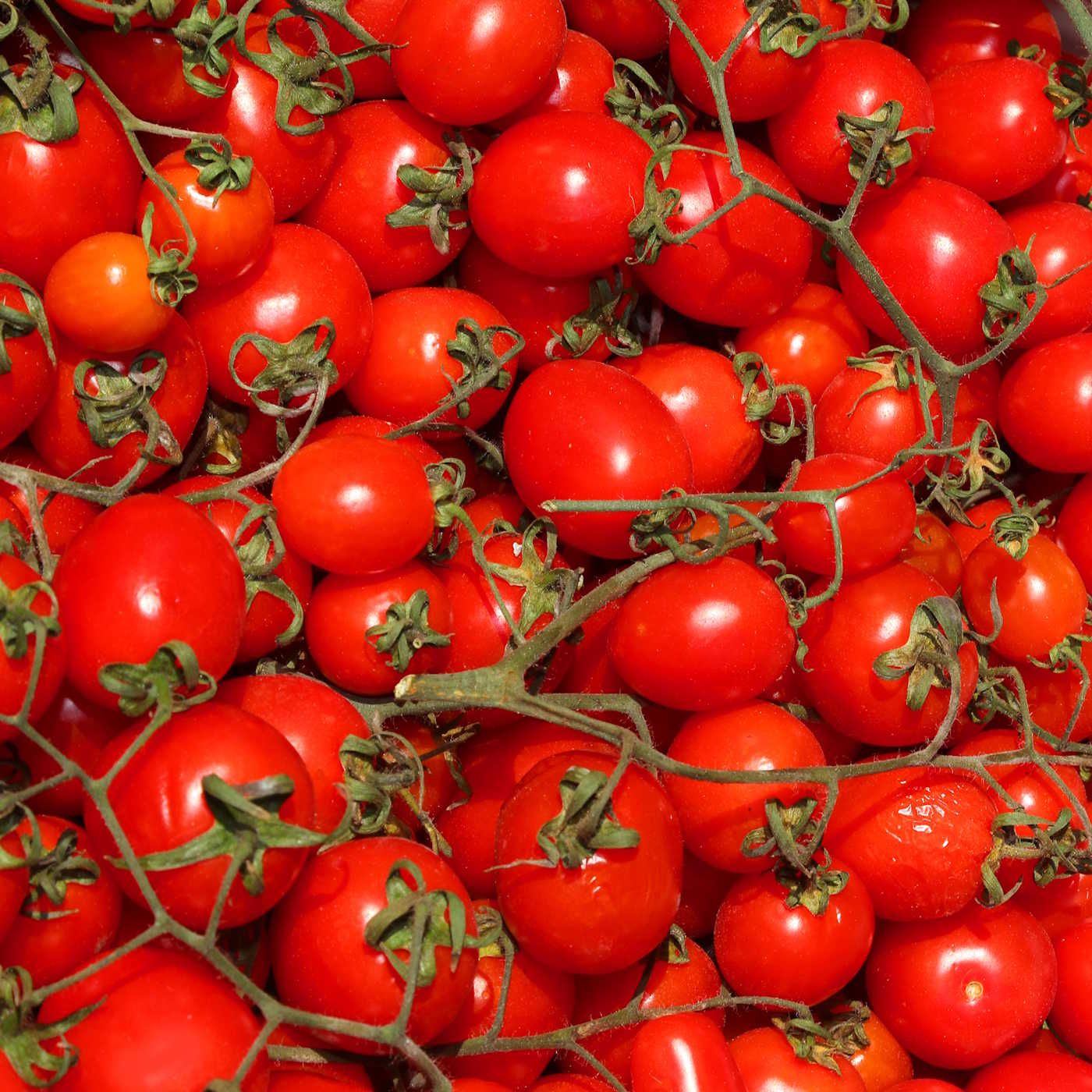 El último obstáculo para los productores de tomate: los datos ocultos sobre las importaciones de Marruecos