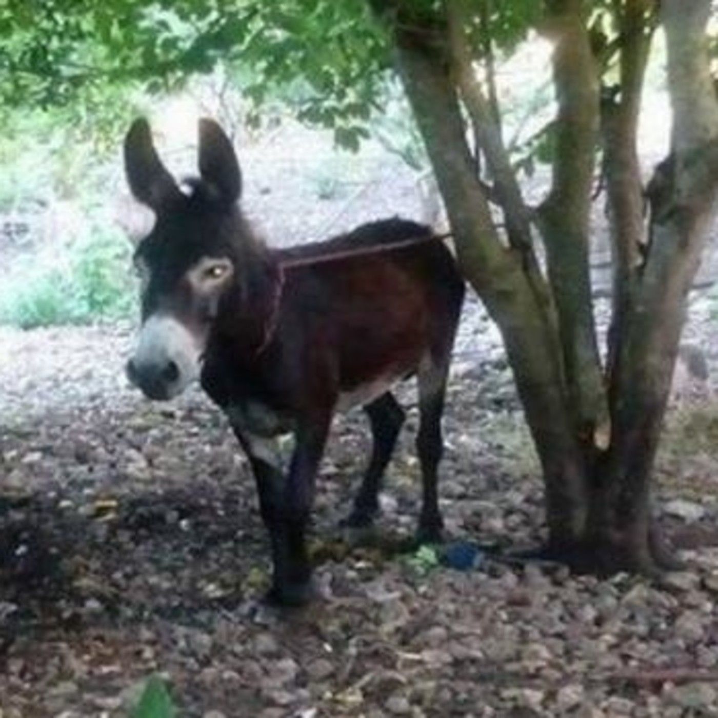 Historias de Miedo Julio 3 2020 EL BURRO QUE CAMINA EN DOS PATAS