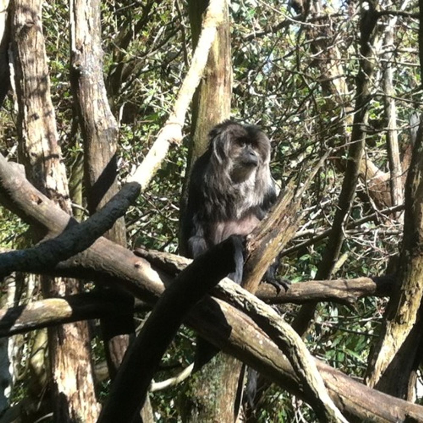 Controversial Monkey Introduction Program Gains Ground In The Face Of Climate Change episode artwork