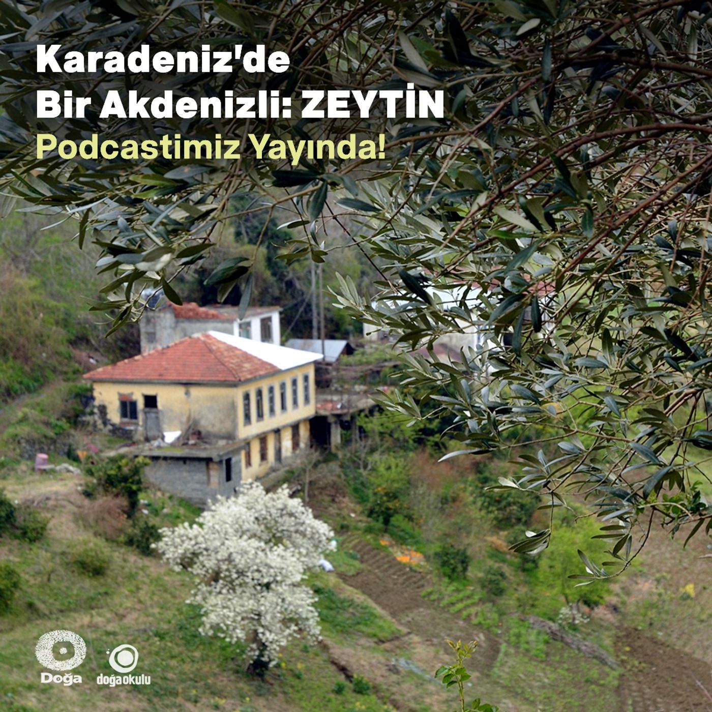 Karadeniz’de Bir Akdenizli: Zeytin episode artwork