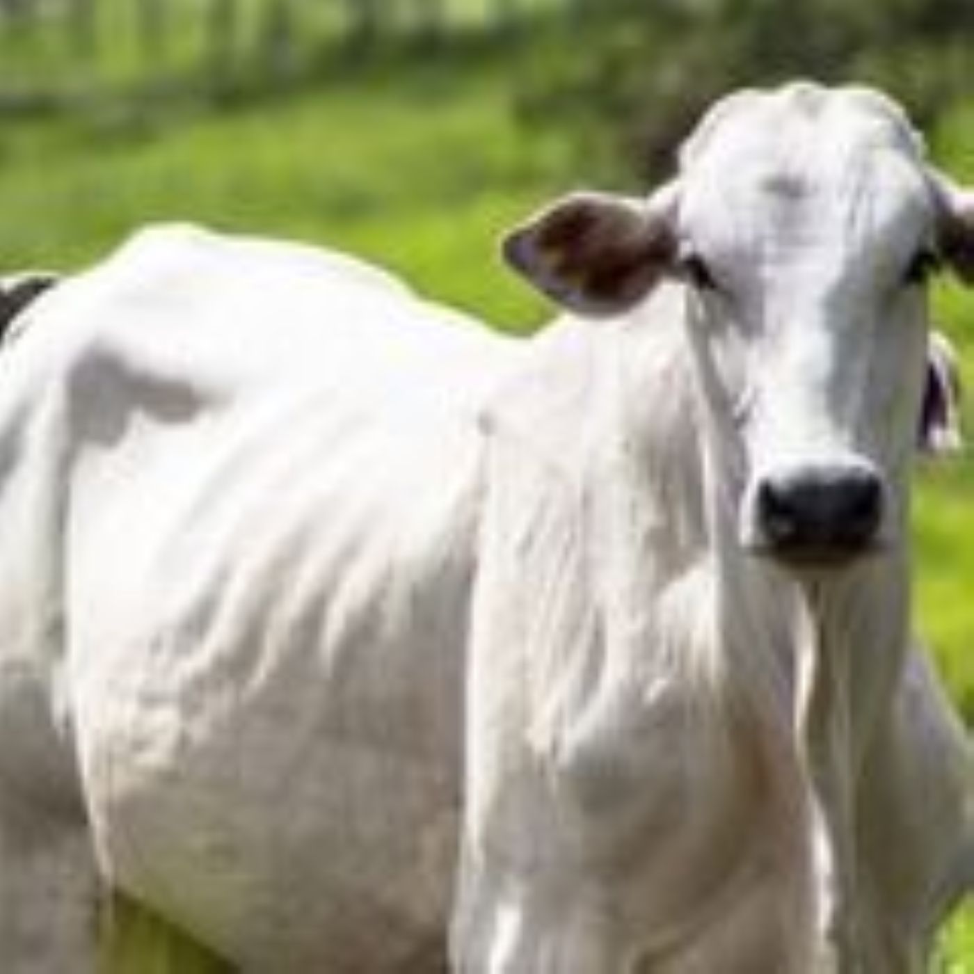 Boi Gordo em Alta e Exportações Aquecidas | BBcast Agro - 19/02/2026