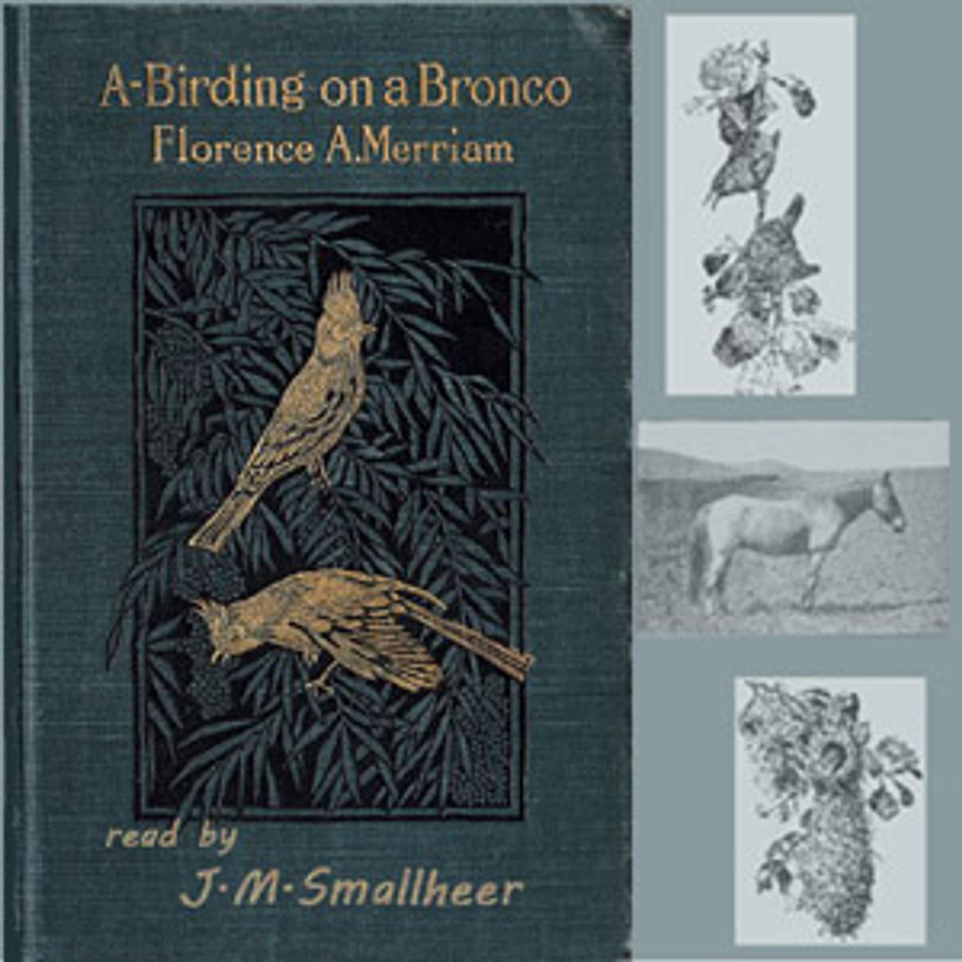 A-Birding on a Bronco by Florence A. Merriam Bailey cover art