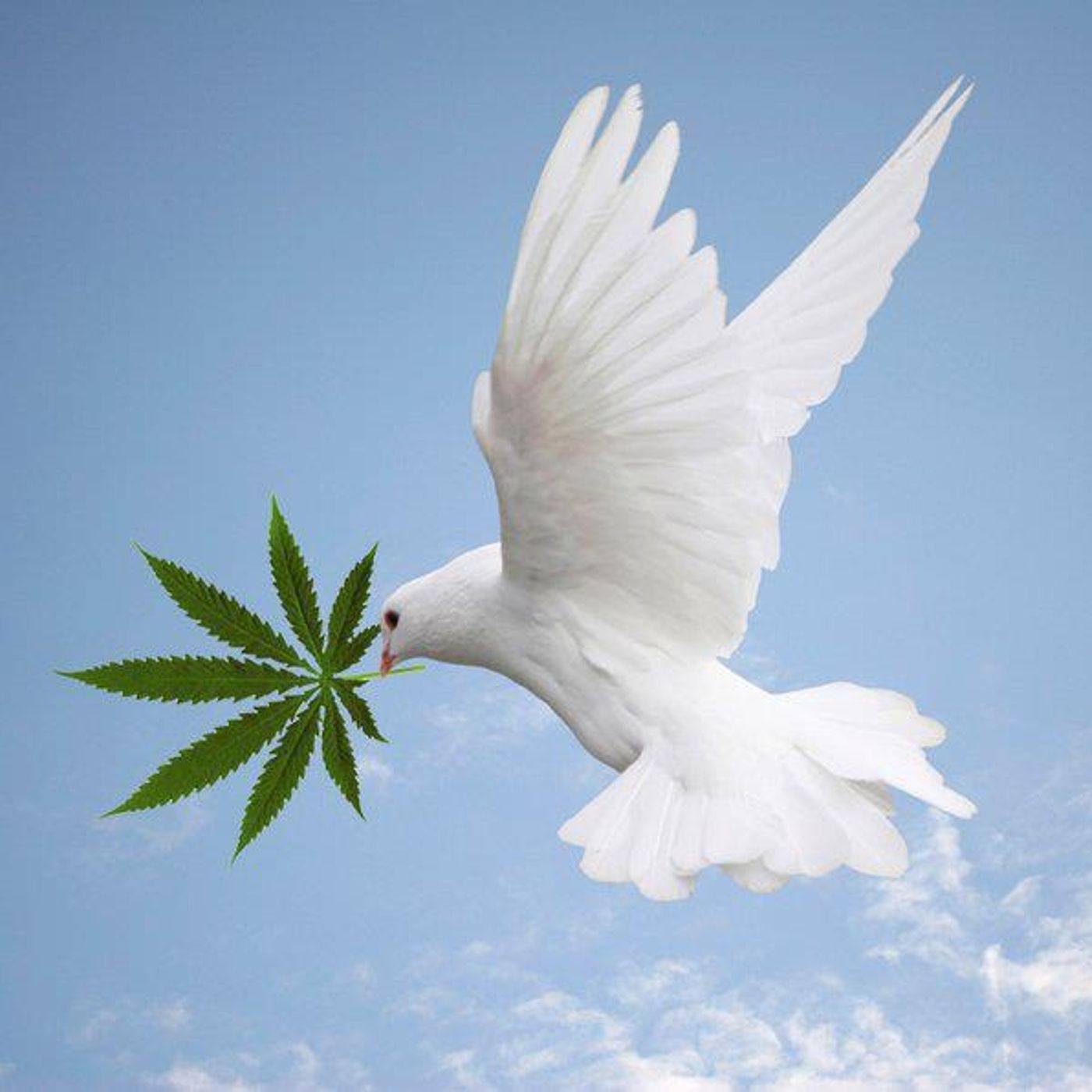 Time 4 Hemp